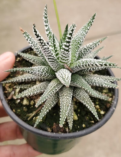 Cape Town Haworthia